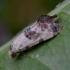 Juodbaltis bajorinis siaurasparnis lapsukis - Cochylis posterana | Fotografijos autorius : Romas Ferenca | © Macrogamta.lt | Šis tinklapis priklauso bendruomenei kuri domisi makro fotografija ir fotografuoja gyvąjį makro pasaulį.