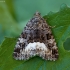 Juodbaltis pelėdgalviukas - Deltote (=Protodeltote) pygarga | Fotografijos autorius : Žilvinas Pūtys | © Macrogamta.lt | Šis tinklapis priklauso bendruomenei kuri domisi makro fotografija ir fotografuoja gyvąjį makro pasaulį.