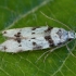 Juodmargė pseudotelfuza - Pseudotelphusa scalella | Fotografijos autorius : Žilvinas Pūtys | © Macrogamta.lt | Šis tinklapis priklauso bendruomenei kuri domisi makro fotografija ir fotografuoja gyvąjį makro pasaulį.