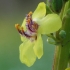 Juodoji tūbė - Verbascum nigrum | Fotografijos autorius : Gintautas Steiblys | © Macrogamta.lt | Šis tinklapis priklauso bendruomenei kuri domisi makro fotografija ir fotografuoja gyvąjį makro pasaulį.