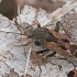 Pušyninė dirvablakė - Rhyparochromus pini  | Fotografijos autorius : Gintautas Steiblys | © Macrogamta.lt | Šis tinklapis priklauso bendruomenei kuri domisi makro fotografija ir fotografuoja gyvąjį makro pasaulį.