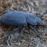 Juodvabalis - Dailognatha quadricollis ssp. rhodica | Fotografijos autorius : Žilvinas Pūtys | © Macrogamta.lt | Šis tinklapis priklauso bendruomenei kuri domisi makro fotografija ir fotografuoja gyvąjį makro pasaulį.