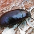 Violetinis juodvabalis - Platydema violaceum | Fotografijos autorius : Gintautas Steiblys | © Macrogamta.lt | Šis tinklapis priklauso bendruomenei kuri domisi makro fotografija ir fotografuoja gyvąjį makro pasaulį.