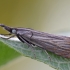 Juostuotasis žolinis ugniukas - Chrysoteuchia culmella | Fotografijos autorius : Arūnas Eismantas | © Macrogamta.lt | Šis tinklapis priklauso bendruomenei kuri domisi makro fotografija ir fotografuoja gyvąjį makro pasaulį.