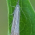 Juostuotasis žolinis ugniukas - Chrysoteuchia culmella | Fotografijos autorius : Gintautas Steiblys | © Macrogamta.lt | Šis tinklapis priklauso bendruomenei kuri domisi makro fotografija ir fotografuoja gyvąjį makro pasaulį.