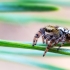 Juostuotasis pušinukas - Dendryphantes rudis | Fotografijos autorius : Oskaras Venckus | © Macrogamta.lt | Šis tinklapis priklauso bendruomenei kuri domisi makro fotografija ir fotografuoja gyvąjį makro pasaulį.