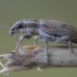 Juostuotasis sitonas - Sitona lineatus | Fotografijos autorius : Žilvinas Pūtys | © Macrogamta.lt | Šis tinklapis priklauso bendruomenei kuri domisi makro fotografija ir fotografuoja gyvąjį makro pasaulį.