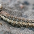 Juosvasis dirvinukas - Naenia typica, vikšras | Fotografijos autorius : Gintautas Steiblys | © Macrogamta.lt | Šis tinklapis priklauso bendruomenei kuri domisi makro fotografija ir fotografuoja gyvąjį makro pasaulį.
