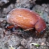 Juosvasis grambuoliukas - Maladera holosericea | Fotografijos autorius : Romas Ferenca | © Macrogamta.lt | Šis tinklapis priklauso bendruomenei kuri domisi makro fotografija ir fotografuoja gyvąjį makro pasaulį.