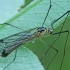 Ilgakojis uodas - Nephrotoma dorsalis ♂ | Fotografijos autorius : Gintautas Steiblys | © Macrogamta.lt | Šis tinklapis priklauso bendruomenei kuri domisi makro fotografija ir fotografuoja gyvąjį makro pasaulį.