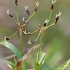 Plaukuotasis kiškiagrikis - Luzula pilosa | Fotografijos autorius : Gintautas Steiblys | © Macrogamta.lt | Šis tinklapis priklauso bendruomenei kuri domisi makro fotografija ir fotografuoja gyvąjį makro pasaulį.