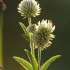 Kalninis dobilas - Trifolium montanum | Fotografijos autorius : Vidas Brazauskas | © Macrogamta.lt | Šis tinklapis priklauso bendruomenei kuri domisi makro fotografija ir fotografuoja gyvąjį makro pasaulį.