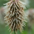 Kalninis dobilas - Trifolium montanum | Fotografijos autorius : Gintautas Steiblys | © Macrogamta.lt | Šis tinklapis priklauso bendruomenei kuri domisi makro fotografija ir fotografuoja gyvąjį makro pasaulį.