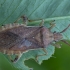 Kampuotblakė - Ceraleptus lividus | Fotografijos autorius : Žilvinas Pūtys | © Macrogamta.lt | Šis tinklapis priklauso bendruomenei kuri domisi makro fotografija ir fotografuoja gyvąjį makro pasaulį.