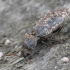 Kanapėtasis spragšis - Agrypnus murinus | Fotografijos autorius : Vytautas Gluoksnis | © Macrogamta.lt | Šis tinklapis priklauso bendruomenei kuri domisi makro fotografija ir fotografuoja gyvąjį makro pasaulį.