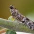 Kankorėžinis siaurasparnis ugniukas - Dioryctria abietella | Fotografijos autorius : Arūnas Eismantas | © Macrogamta.lt | Šis tinklapis priklauso bendruomenei kuri domisi makro fotografija ir fotografuoja gyvąjį makro pasaulį.