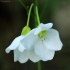 Karčioji kartenė - Cardamine amara | Fotografijos autorius : Ramunė Vakarė | © Macrogamta.lt | Šis tinklapis priklauso bendruomenei kuri domisi makro fotografija ir fotografuoja gyvąjį makro pasaulį.