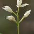 Kardalapis garbenis - Cephalanthera longifolia | Fotografijos autorius : Gintautas Steiblys | © Macrogamta.lt | Šis tinklapis priklauso bendruomenei kuri domisi makro fotografija ir fotografuoja gyvąjį makro pasaulį.