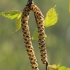 Karpotasis beržas - Betula pendula | Fotografijos autorius : Gintautas Steiblys | © Macrogamta.lt | Šis tinklapis priklauso bendruomenei kuri domisi makro fotografija ir fotografuoja gyvąjį makro pasaulį.