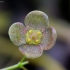 Karpotasis ožekšnis - Euonymus verrucosus | Fotografijos autorius : Romas Ferenca | © Macrogamta.lt | Šis tinklapis priklauso bendruomenei kuri domisi makro fotografija ir fotografuoja gyvąjį makro pasaulį.