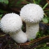 Karpotasis pumpotaukšlis - Lycoperdon perlatum | Fotografijos autorius : Romas Ferenca | © Macrogamta.lt | Šis tinklapis priklauso bendruomenei kuri domisi makro fotografija ir fotografuoja gyvąjį makro pasaulį.