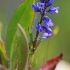 Paprastoji putokšlė - Polygala vulgaris | Fotografijos autorius : Gintautas Steiblys | © Macrogamta.lt | Šis tinklapis priklauso bendruomenei kuri domisi makro fotografija ir fotografuoja gyvąjį makro pasaulį.