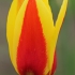 Kaufmano tulpė - Tulipa kaufmanniana | Fotografijos autorius : Gintautas Steiblys | © Macrogamta.lt | Šis tinklapis priklauso bendruomenei kuri domisi makro fotografija ir fotografuoja gyvąjį makro pasaulį.