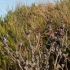 Kazuarina - Allocasuarina distyla | Fotografijos autorius : Žilvinas Pūtys | © Macrogamta.lt | Šis tinklapis priklauso bendruomenei kuri domisi makro fotografija ir fotografuoja gyvąjį makro pasaulį.