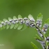 Kelminis papartis | Dryopteris filix-mas | Fotografijos autorius : Darius Baužys | © Macrogamta.lt | Šis tinklapis priklauso bendruomenei kuri domisi makro fotografija ir fotografuoja gyvąjį makro pasaulį.