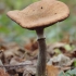 Paprastasis kelmutis - Armillaria mellea | Fotografijos autorius : Gintautas Steiblys | © Macrogamta.lt | Šis tinklapis priklauso bendruomenei kuri domisi makro fotografija ir fotografuoja gyvąjį makro pasaulį.