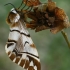 Kentish Glory - Endromis versicolora ♀ | Fotografijos autorius : Gintautas Steiblys | © Macronature.eu | Macro photography web site