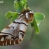 Kentish Glory - Endromis versicolora | Fotografijos autorius : Gintautas Steiblys | © Macronature.eu | Macro photography web site