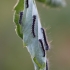 Ąžuolinis verpikas - Lasiocampa quercus | Fotografijos autorius : Agnė Našlėnienė | © Macrogamta.lt | Šis tinklapis priklauso bendruomenei kuri domisi makro fotografija ir fotografuoja gyvąjį makro pasaulį.