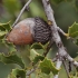 Krūminis ąžuolas - Quercus coccifera | Fotografijos autorius : Gintautas Steiblys | © Macronature.eu | Macro photography web site