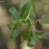 Kermes oak - Quercus coccifera | Fotografijos autorius : Gintautas Steiblys | © Macronature.eu | Macro photography web site