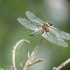 Keturtaškė skėtė - Libellula quadrimaculata  | Fotografijos autorius : Vidas Brazauskas | © Macrogamta.lt | Šis tinklapis priklauso bendruomenei kuri domisi makro fotografija ir fotografuoja gyvąjį makro pasaulį.