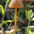 Kiškiabudė - Conocybe sp. ?? | Fotografijos autorius : Gintautas Steiblys | © Macrogamta.lt | Šis tinklapis priklauso bendruomenei kuri domisi makro fotografija ir fotografuoja gyvąjį makro pasaulį.