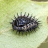 Kidney-spot Ladybird - Chilocorus renipustulatus, pupa | Fotografijos autorius : Kazimieras Martinaitis | © Macronature.eu | Macro photography web site