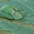 Kietinis skydinukas - Cassida denticollis | Fotografijos autorius : Gintautas Steiblys | © Macrogamta.lt | Šis tinklapis priklauso bendruomenei kuri domisi makro fotografija ir fotografuoja gyvąjį makro pasaulį.