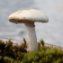 Kietoji dirvabudė - Agrocybe dura  | Fotografijos autorius : Vytautas Gluoksnis | © Macrogamta.lt | Šis tinklapis priklauso bendruomenei kuri domisi makro fotografija ir fotografuoja gyvąjį makro pasaulį.