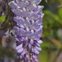 Kininė visterija - Wisteria sinensis | Fotografijos autorius : Gintautas Steiblys | © Macrogamta.lt | Šis tinklapis priklauso bendruomenei kuri domisi makro fotografija ir fotografuoja gyvąjį makro pasaulį.