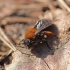 Klarko smiltbitė - Andrena clarkella | Fotografijos autorius : Ramunė Činčikienė | © Macrogamta.lt | Šis tinklapis priklauso bendruomenei kuri domisi makro fotografija ir fotografuoja gyvąjį makro pasaulį.