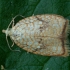 Klevinis akleris - Acleris forsskaleana | Fotografijos autorius : Žilvinas Pūtys | © Macrogamta.lt | Šis tinklapis priklauso bendruomenei kuri domisi makro fotografija ir fotografuoja gyvąjį makro pasaulį.