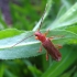 Klevinis retmininkas - Leioderus kollari | Fotografijos autorius : Romas Ferenca | © Macrogamta.lt | Šis tinklapis priklauso bendruomenei kuri domisi makro fotografija ir fotografuoja gyvąjį makro pasaulį.