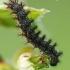 Knapweed Fritillary - Melitaea phoebe, caterpillar | Fotografijos autorius : Arūnas Eismantas | © Macronature.eu | Macro photography web site