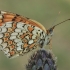 Didžioji šaškytė - Melitaea phoebe | Fotografijos autorius : Gintautas Steiblys | © Macronature.eu | Macro photography web site