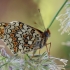 Knapweed Fritillary - Melitaea phoebe | Fotografijos autorius : Arūnas Eismantas | © Macronature.eu | Macro photography web site