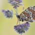 Knapweed Fritillary - Melitaea phoebe | Fotografijos autorius : Arūnas Eismantas | © Macronature.eu | Macro photography web site