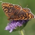 Knapweed Fritillary - Melitaea phoebe | Fotografijos autorius : Gintautas Steiblys | © Macronature.eu | Macro photography web site