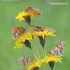 Knapweed Fritillary - Melitaea phoebe | Fotografijos autorius : Arūnas Eismantas | © Macronature.eu | Macro photography web site